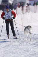Lenk 2013
